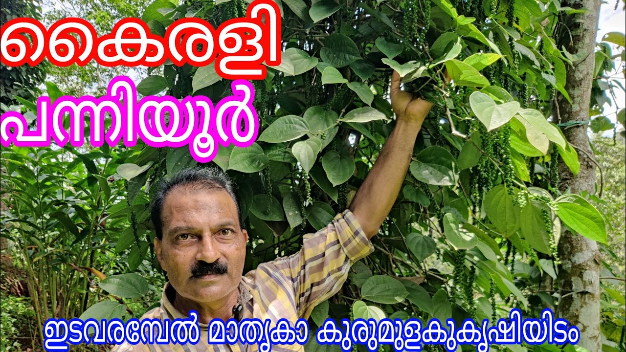Kairaly and Panniyoor Pepper# Model farm#antony muniyara VIogs