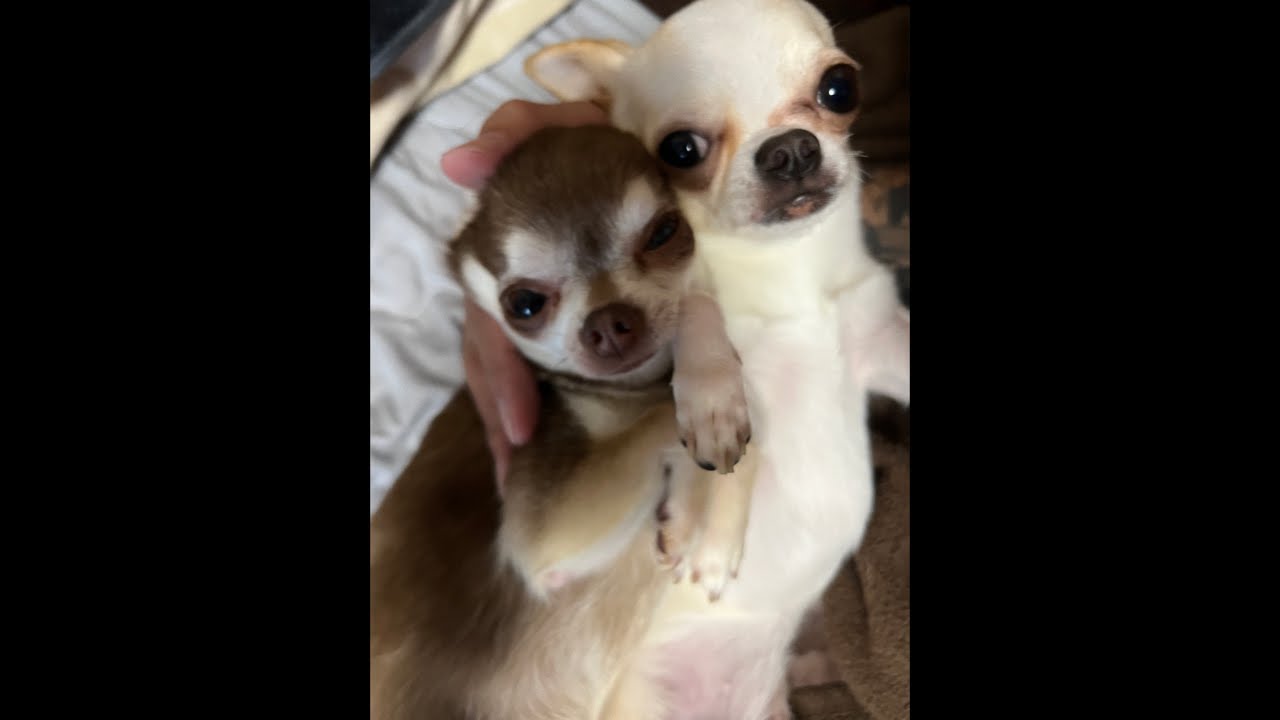 愛犬とライブ配信🐕