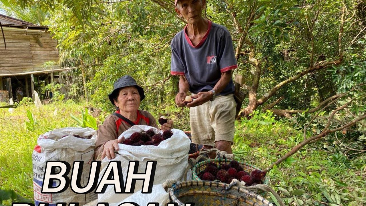 BUAH PULASAN TERLEBIH MASAK DI KEBUN