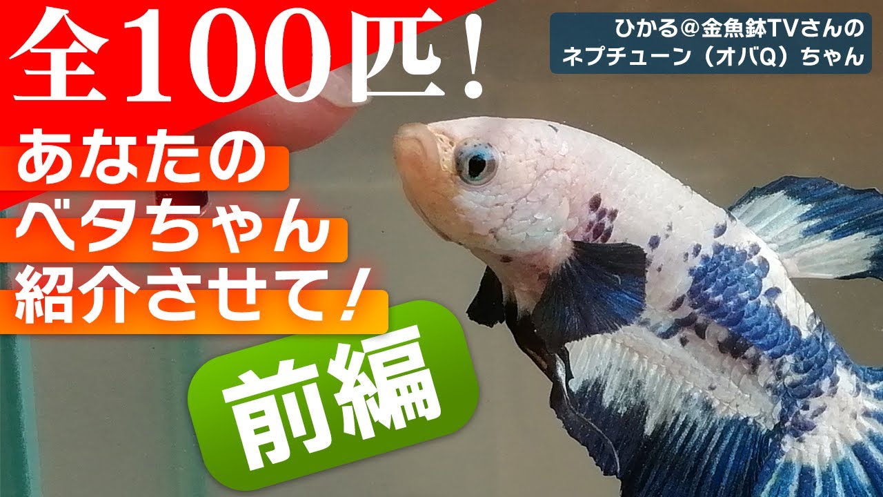【前編】全100匹のベタが大集合！あなたのベタちゃん紹介させて！ #アクアリウム #ベタ 【ビバアクア】