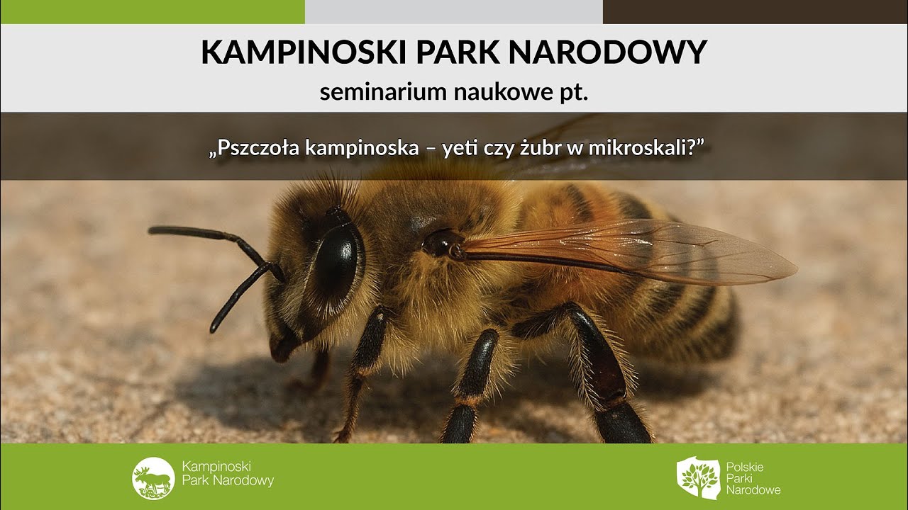 Seminarium naukowe — Pszczoła kampinoska – yeti czy żubr w mikroskali?