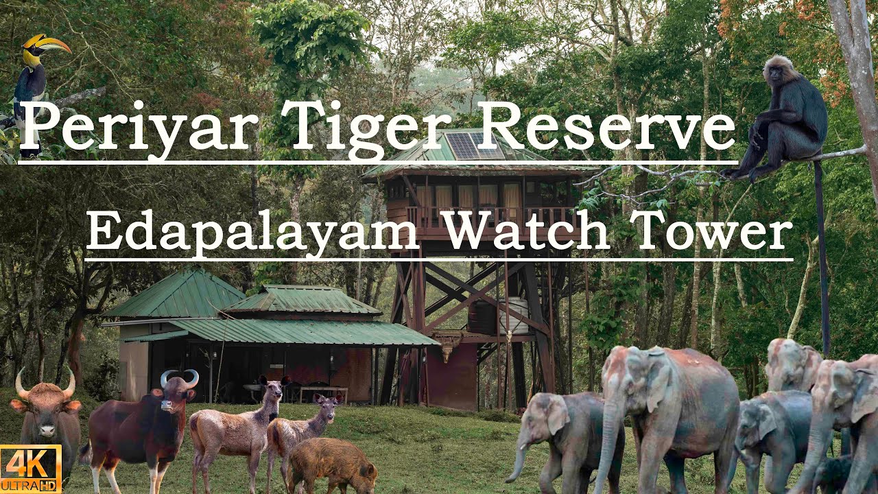 Edapalayam Watch Tower | Periyar Tiger Reserve | One night stay in a tiger reserve forest in Kerala