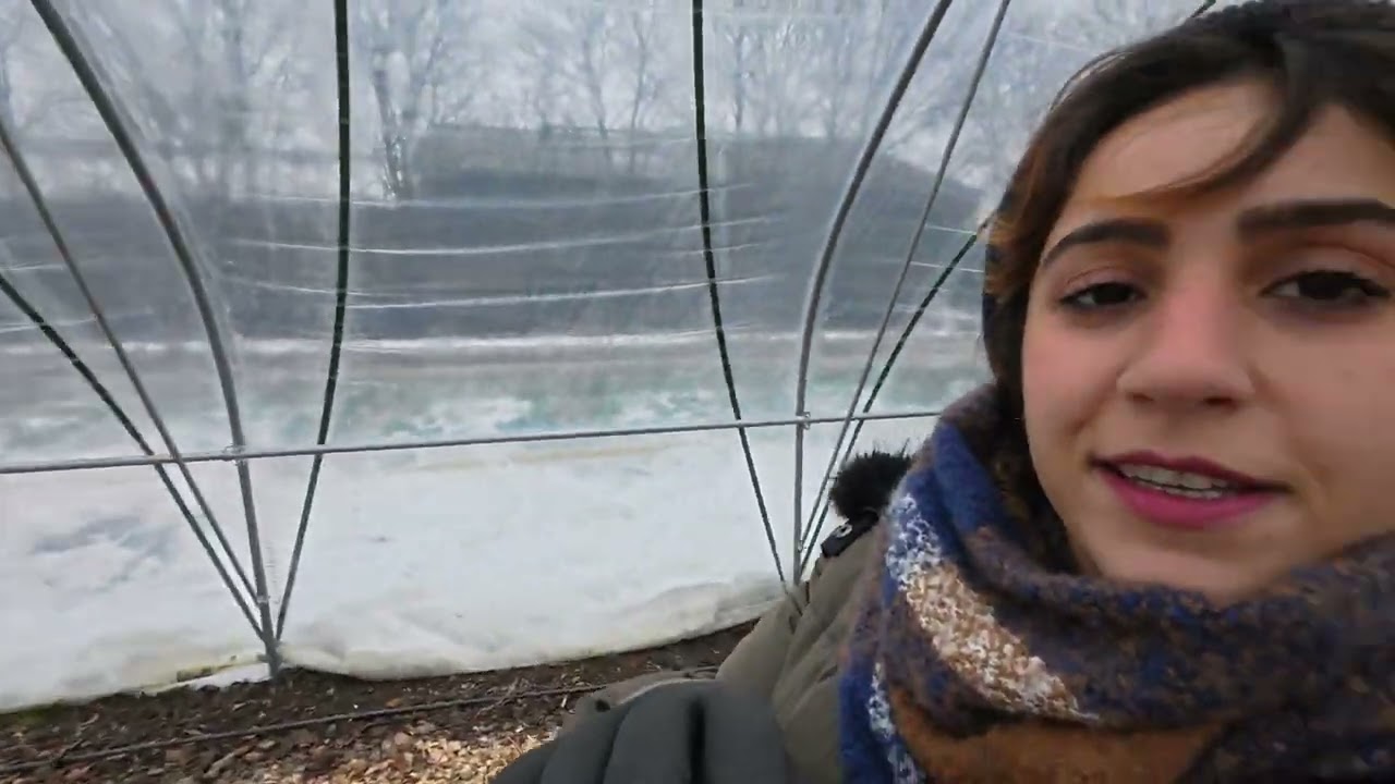 تجربتنا لزيارة مزرعة الأبقار العملاقه في هولندا @WWOOF-FoWO #travel #farming #volunteer #اكسبلور
