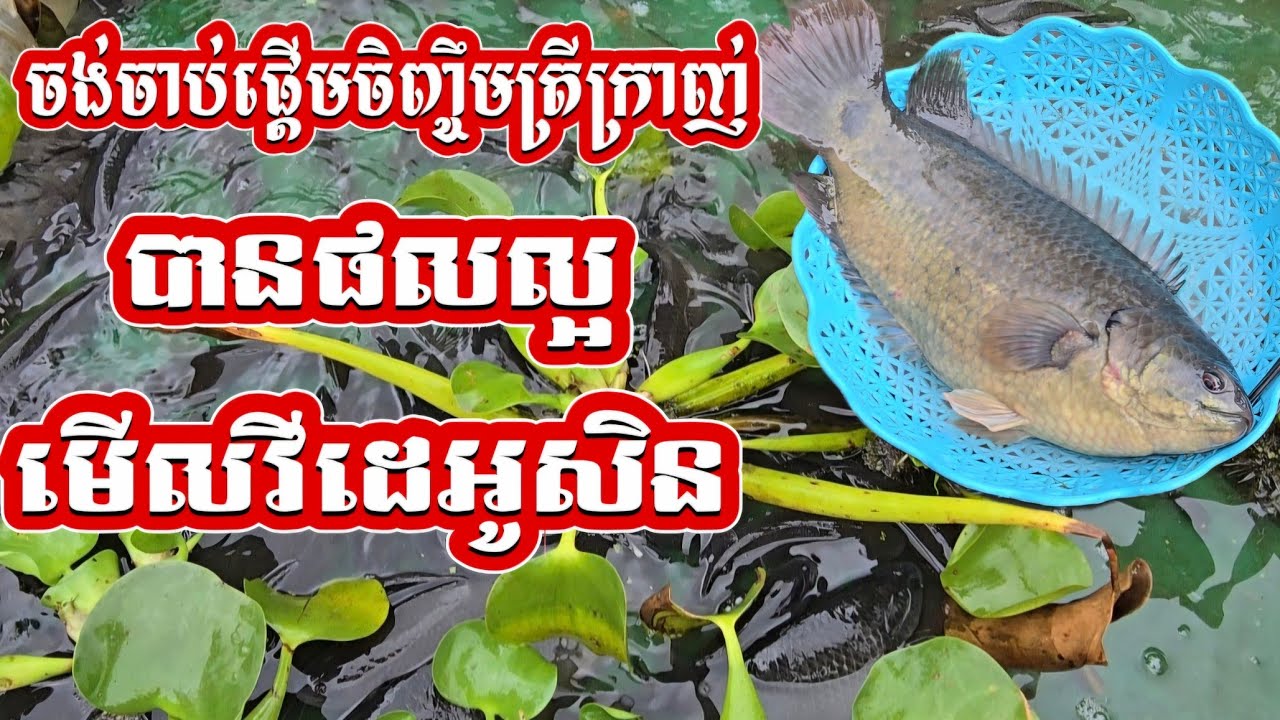របៀបចិញ្ចឹមត្រីក្រាញ់ | ចង់ចាប់ផ្តើមចិញ្ចឹមត្រីក្រាញ់អោយបានផល មើលវីដេអូមួយនេះសិន