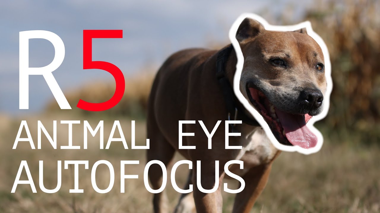 Canon Eos R5 Animal Eye Autofocus for Video and Photo