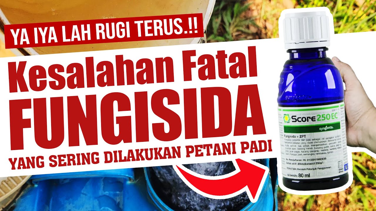 YA IYA LAH RUGI TERUS.❗❗❗ KESALAHAN FATAL FUNGISIDA YANG SERING DILAKUKAN PETANI PADI