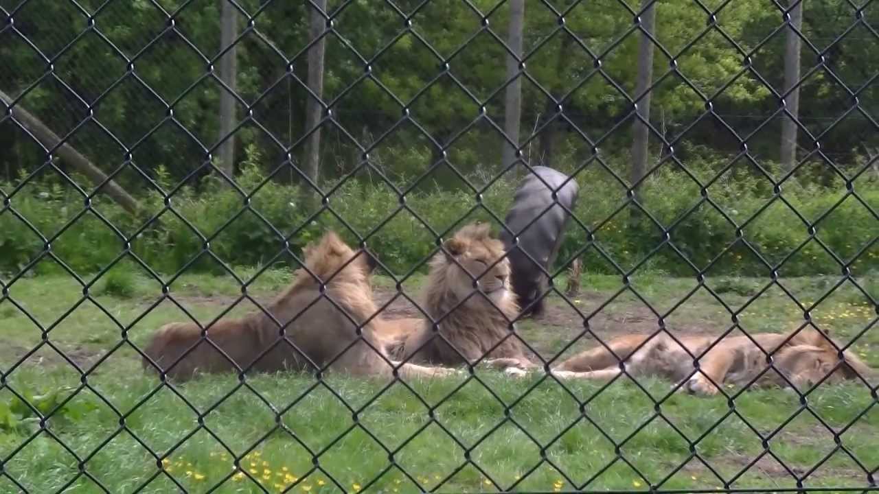 Knowsley Safari Park