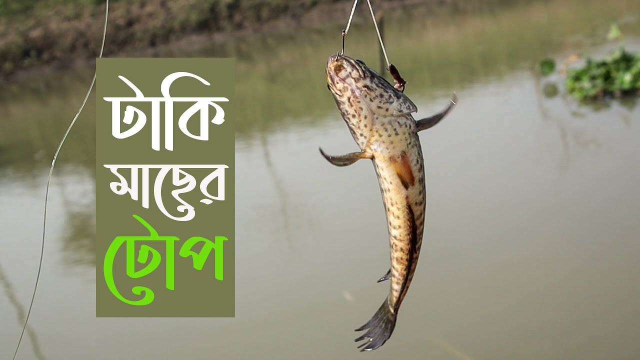 নদীতে শোল ও টাকি মাছ ধরার টোপ | Taki Fishing Bait