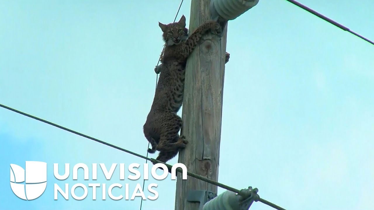 El gato montés que vigilaba la autopista en Florida desde lo alto de un poste eléctrico