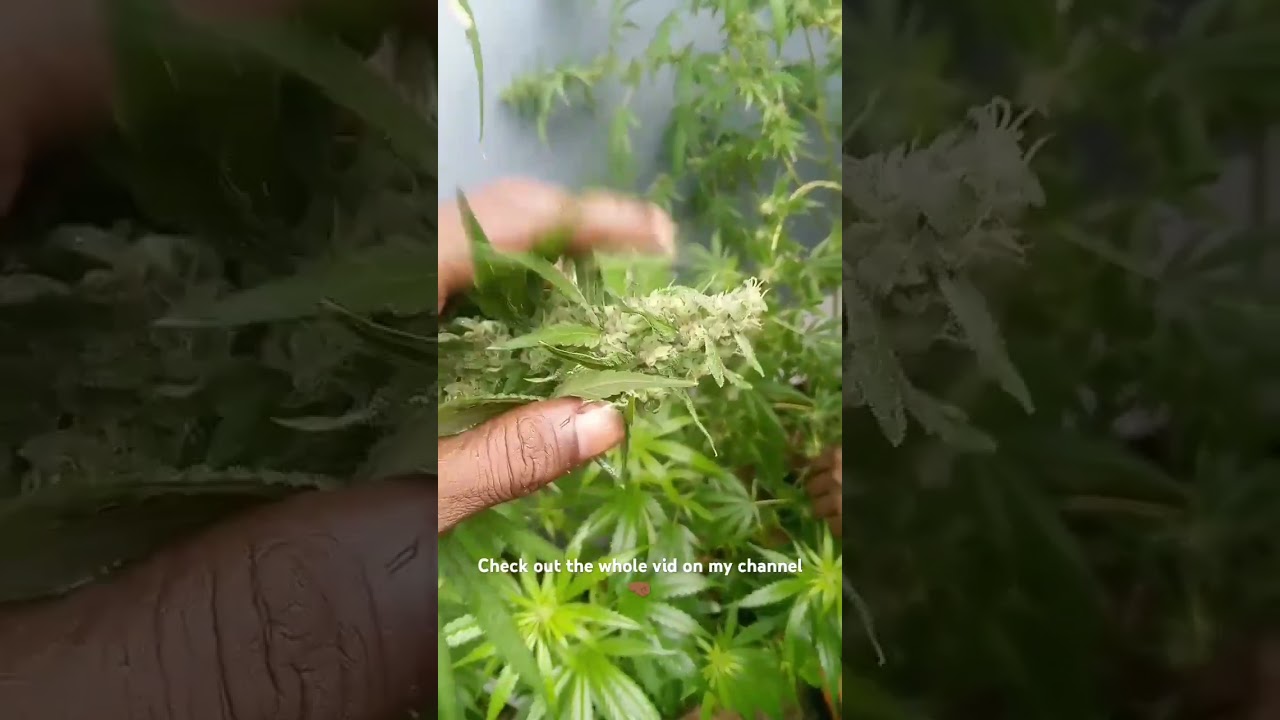 Godfather og 6th week.