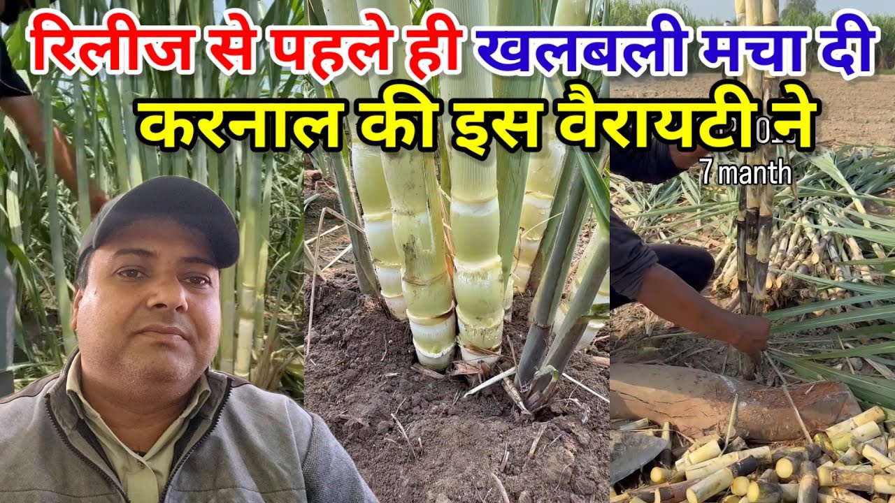 रिलीज से पहले ही किसानों में खलबली मचा दी इस वैरायटी ने। Co 20016 variety kaha milegy। #manojrajput