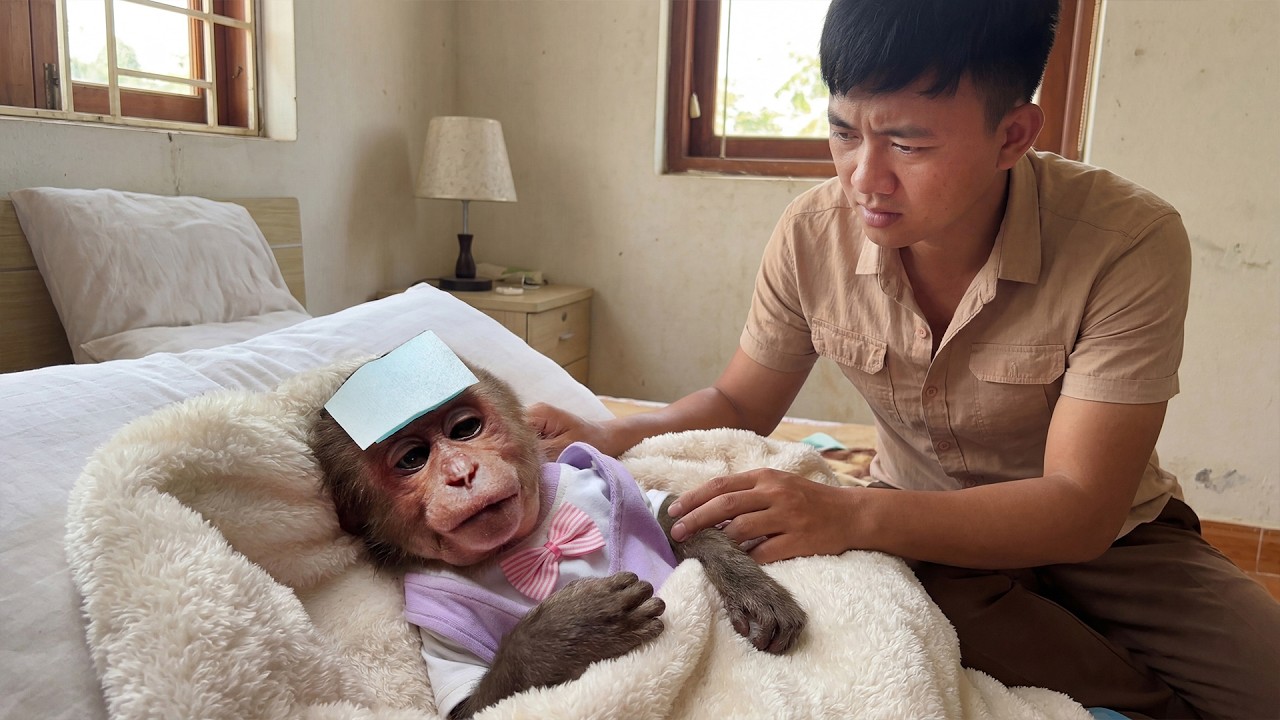 Monkey Bon Was Exhausted After a Night Missing&hellip; Dad Was Worried and Took Care of Him Gently