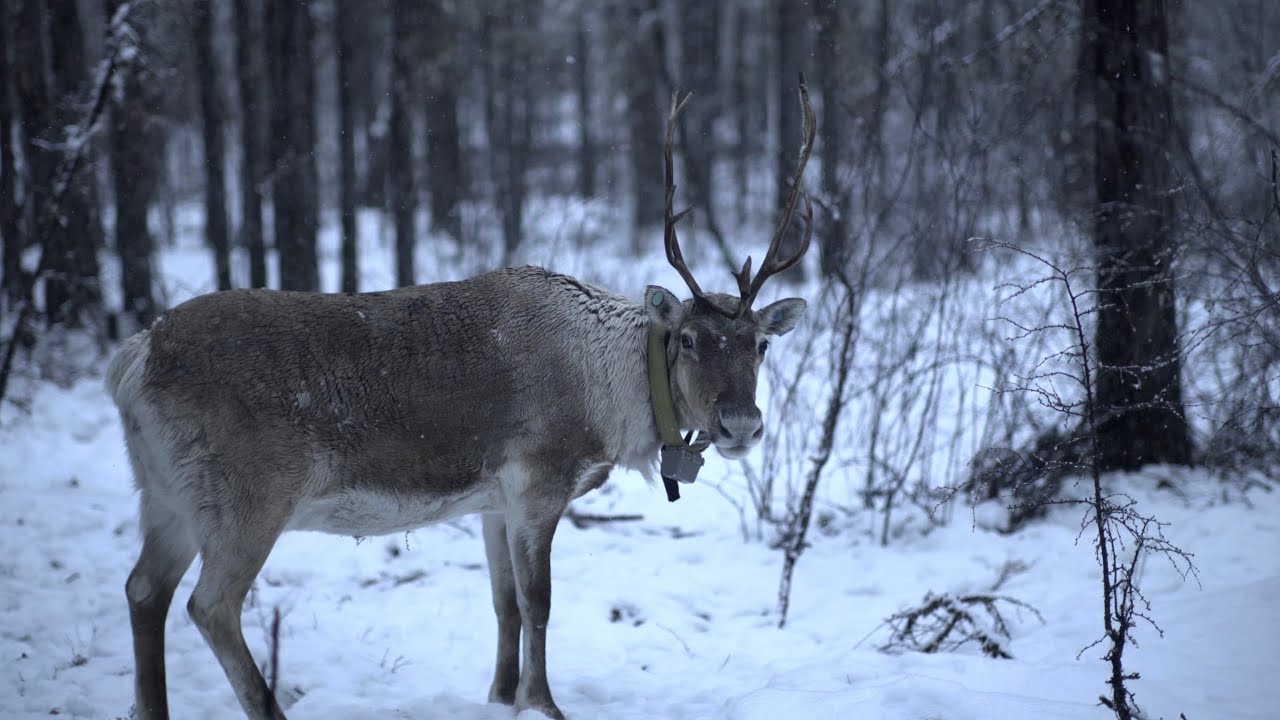 Forest, Evenki, Reindeer - I wouldn't dwell without stars