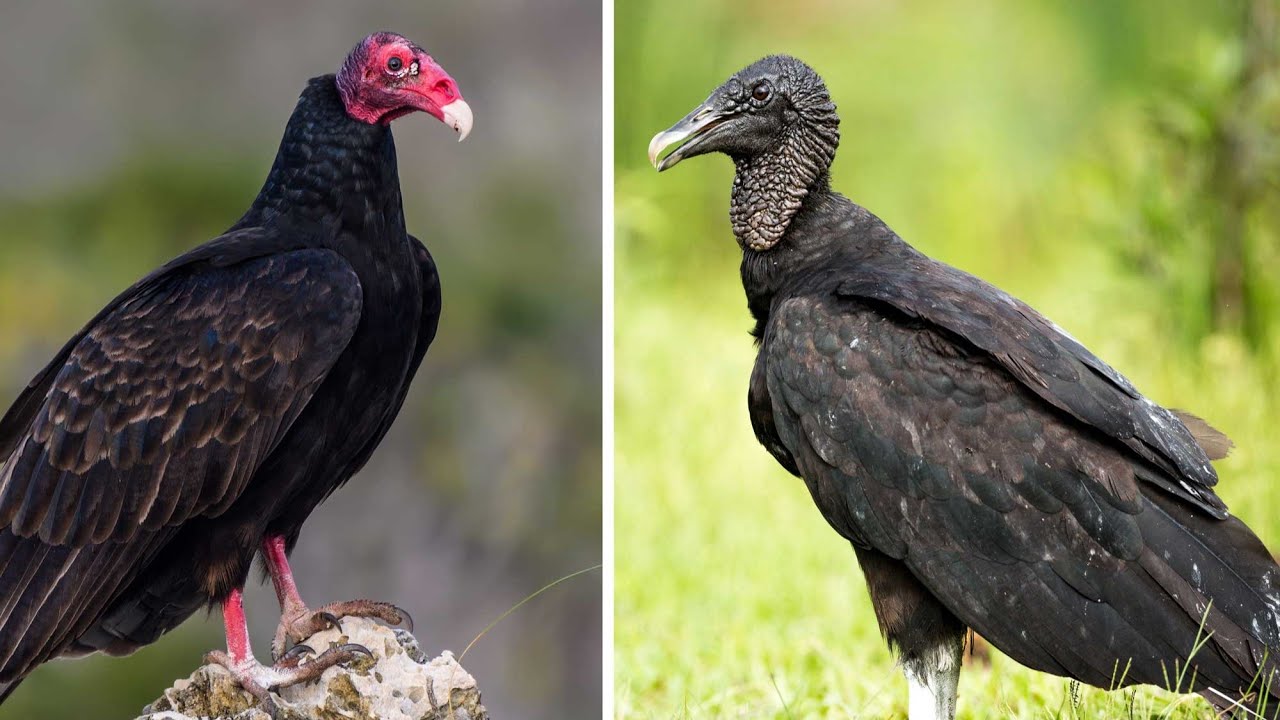 Black Vulture vs. Turkey Vulture | Differences, Fun Facts & Why We Need Them