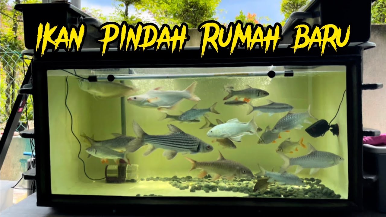 Ikan dapat RUMAH baru dan bagi Ikan Makan [borak santai ikan KELAH merah, TEMOLEH,ARWANA,TENGAS DLL]