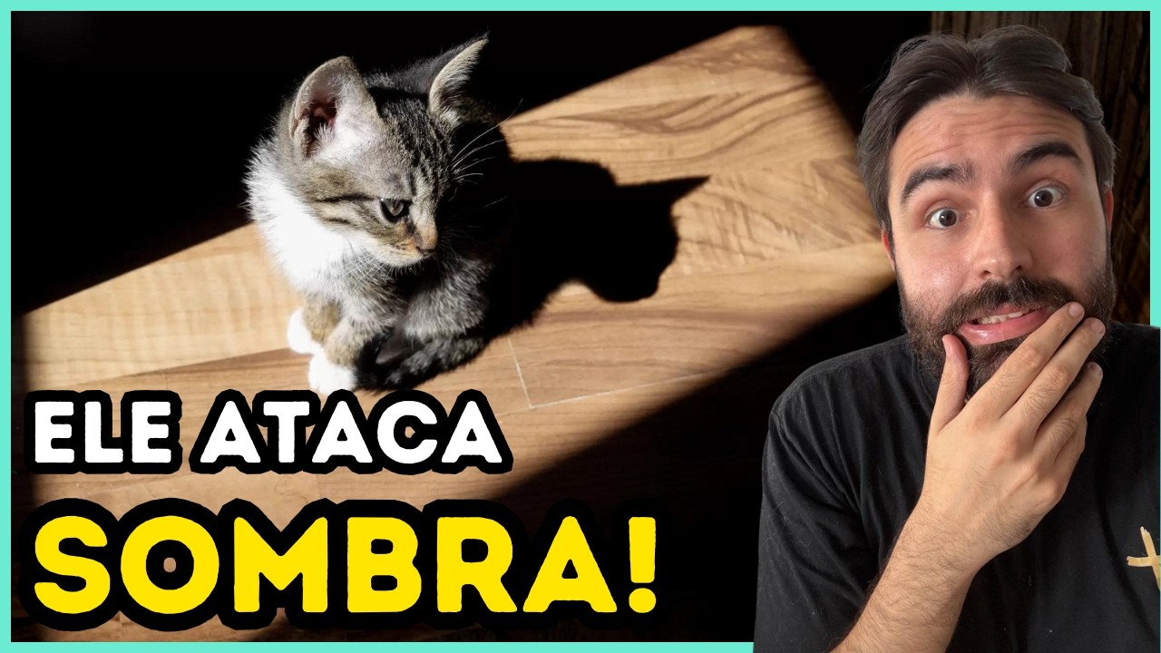 A SÍNDROME DO LASER Em Gatos Que 99% dos Tutores NÃO CONHECEM!