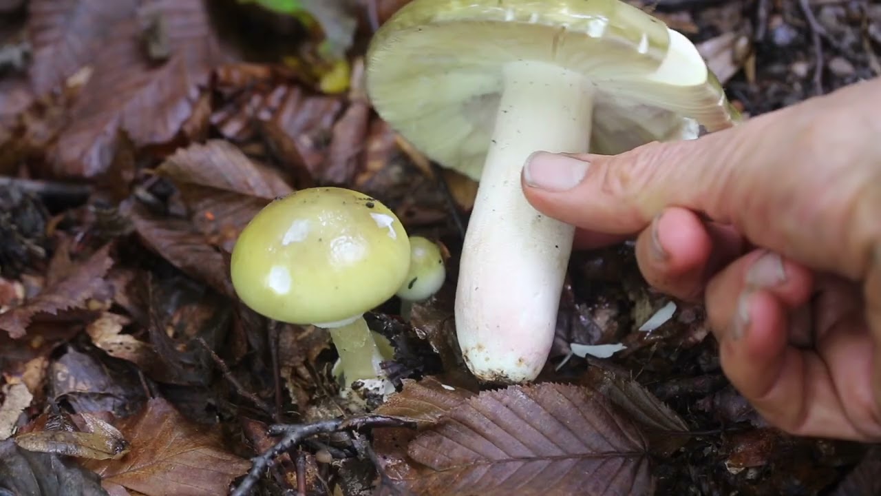 So vermeide ich Vergiftungen mit Waldpilzen