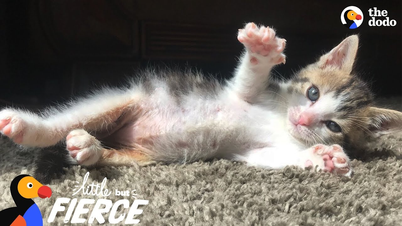 Tiny Kitten Found Barely Breathing Becomes The Ultimate Fighter - ROCKY | The Dodo Little But Fierce