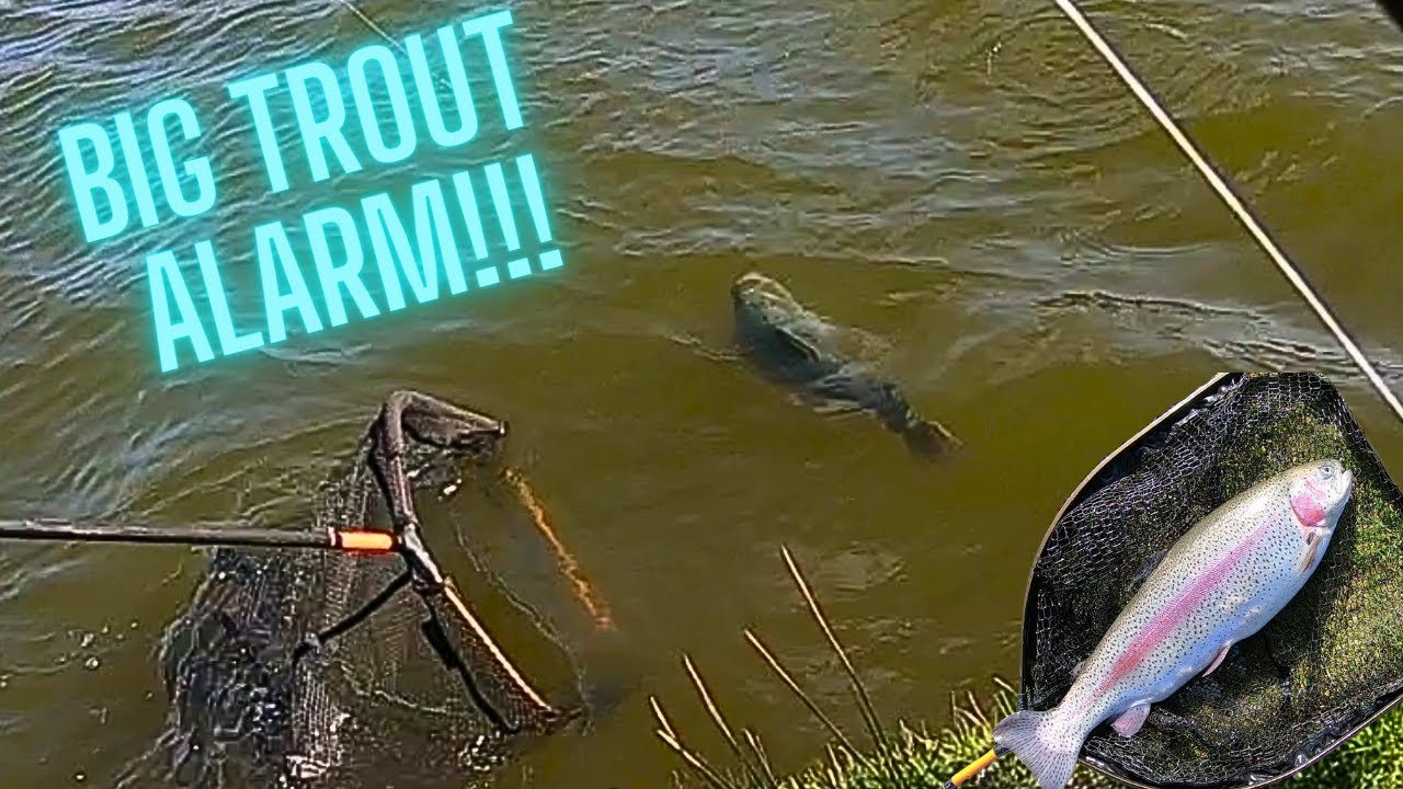 Big Trouts bei Saisoneröffnung Storkesøen Ribe Dänemark dicke Lachsforellen mit Pose Forellenfischen