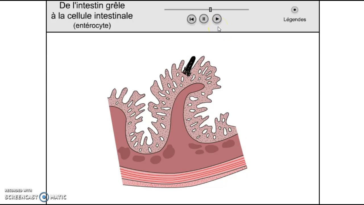 1ST2S-structure de la muqueuse intestinale et absorption