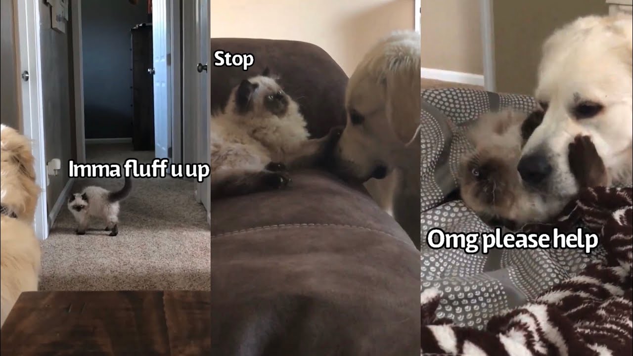 Dis Heckin Cat
