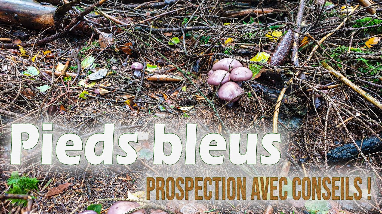 Une prospection aux pieds bleus fructueuse. Jackpot en suivant mes conseils !