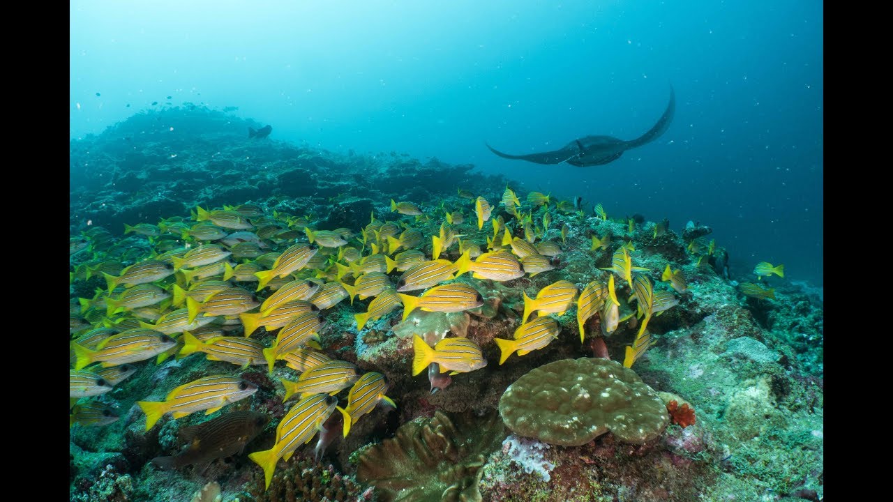 Diving in Maldives 2017