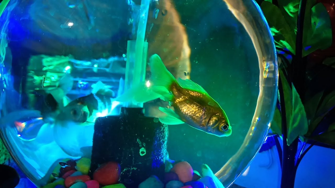 Ferse ek baar fishball 🐟🐠 clean 🫧.  #fullvlog #dailyvlog 