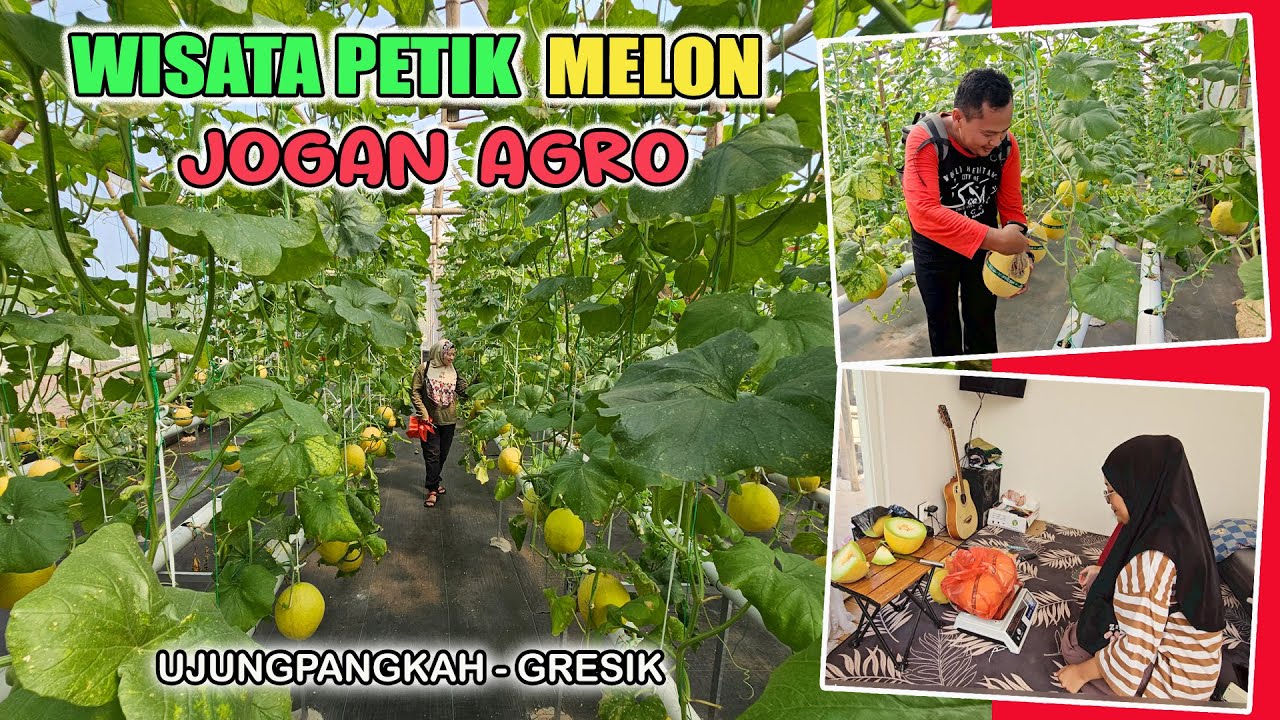 JOGAN AGRO I Wisata Petik Melon di Ujungpangkah, Gresik I Tahun 2025