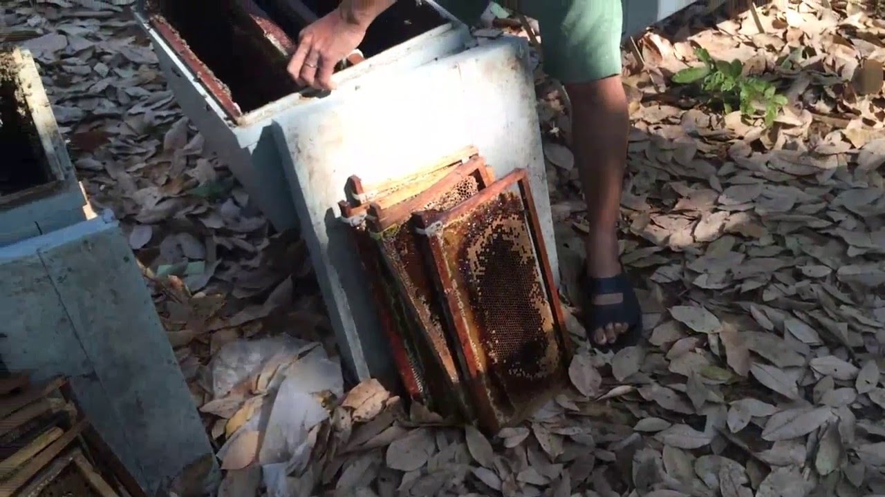 process of extracting honey in Vietnam