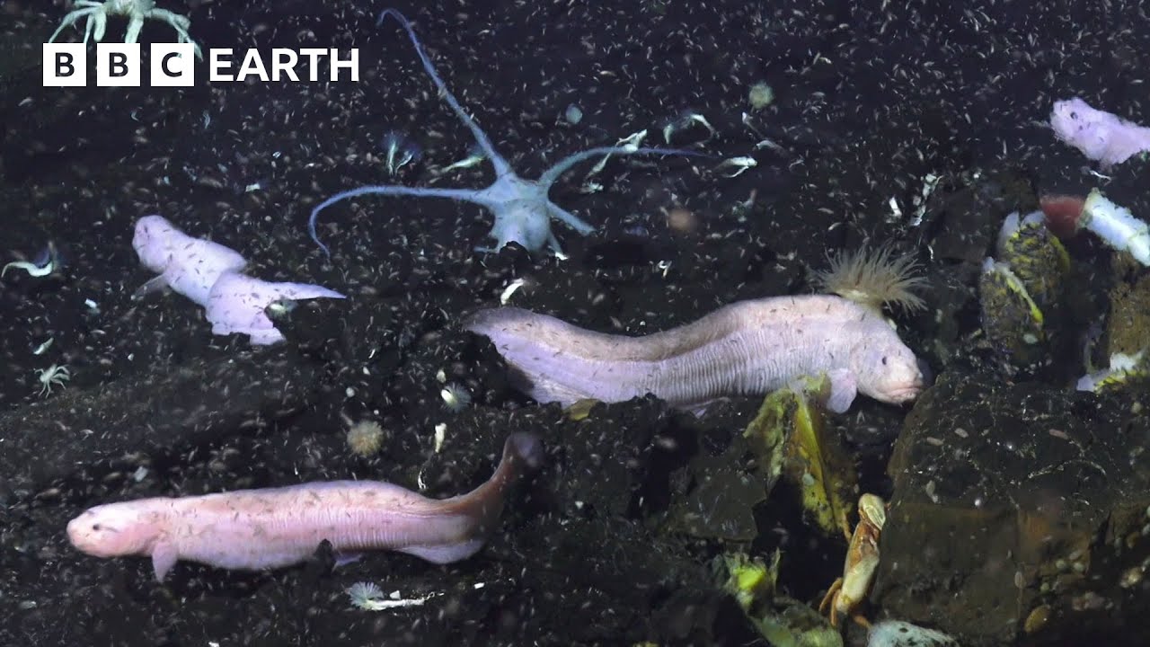 Deep Sea Parasites in Marine Ecosystems | Into The Deep | BBC Earth Kids