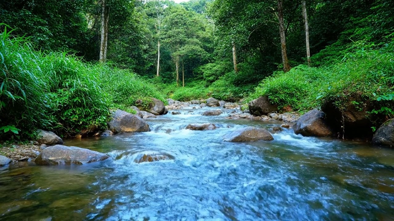 Healing Forest – Beautiful Enchanted Water River Sound in Enchanted River – Deep Calm