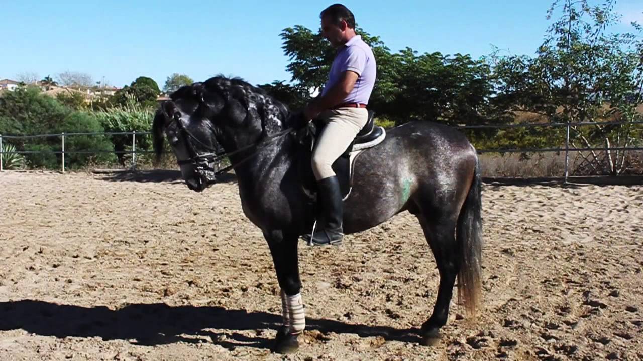 A Vendre  Cheval PRE 