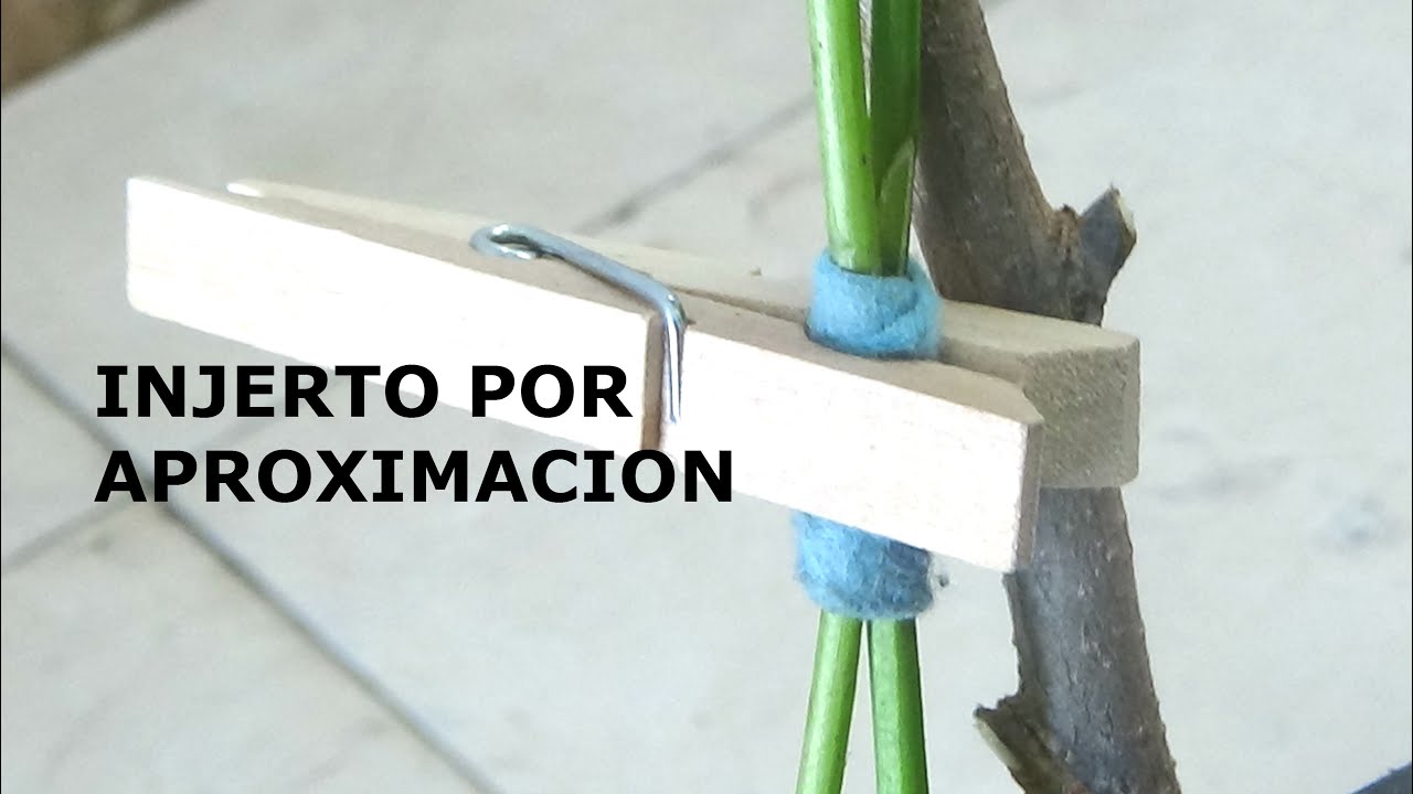 INJERTO POR APROXIMACION EN PARRAS SANDIAS Y MELONES