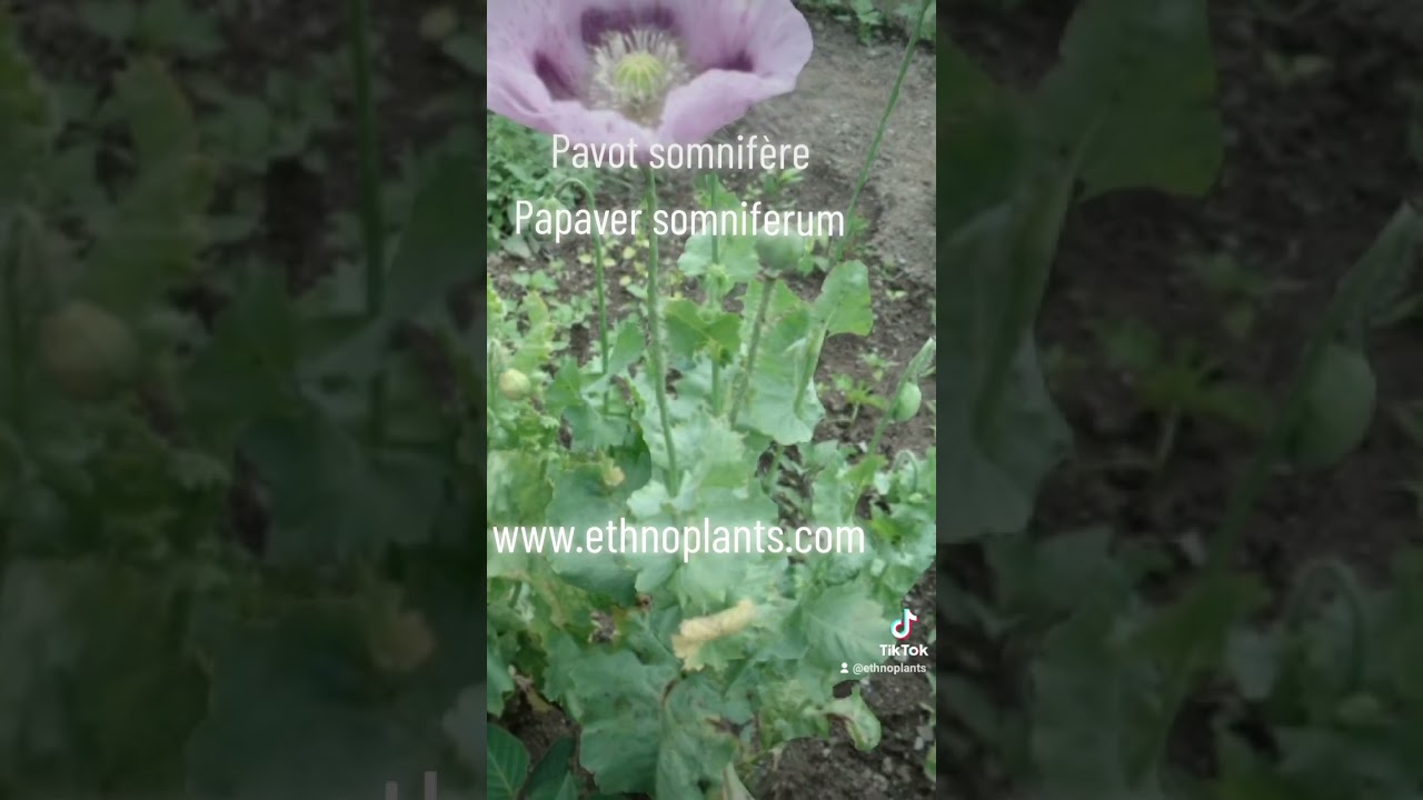 Papaver somniferum, graines de pavot somnif&egrave;re, opium poppy adormidera [www.ethnoplants.com]