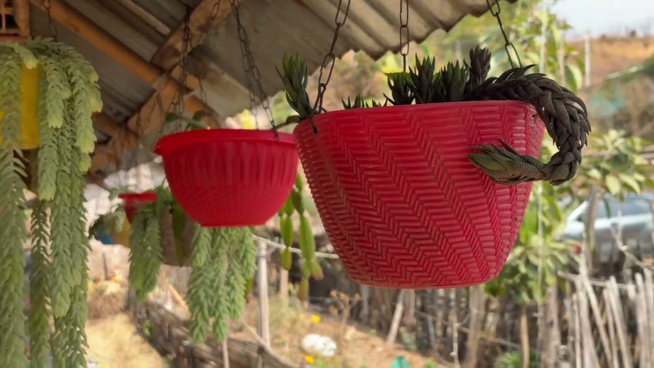 Small glimpse of our Farm life✌🏻#organic  #farming #farmer #dailyvlog 