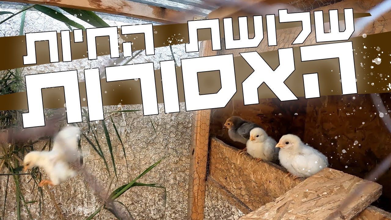 טעויות נפוצות - שלושה סוגים של בעלי חיים שלא הייתי צריך להביא הביתה