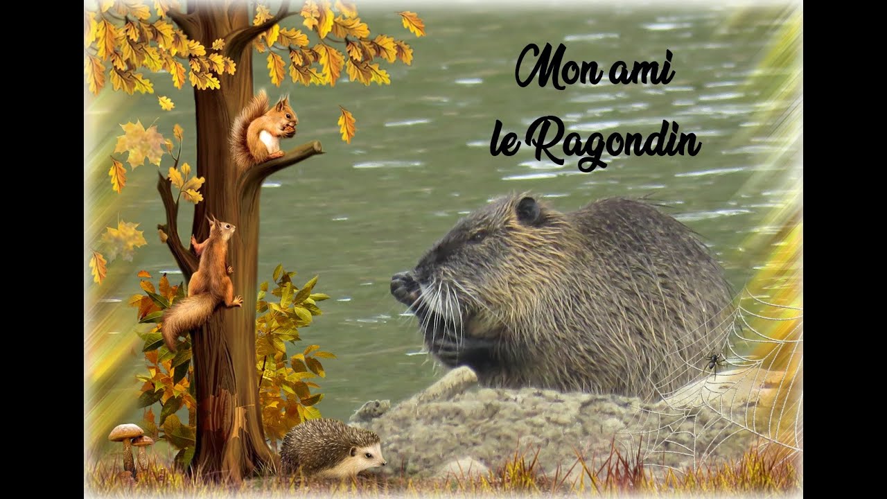 Mon ami le Ragondin