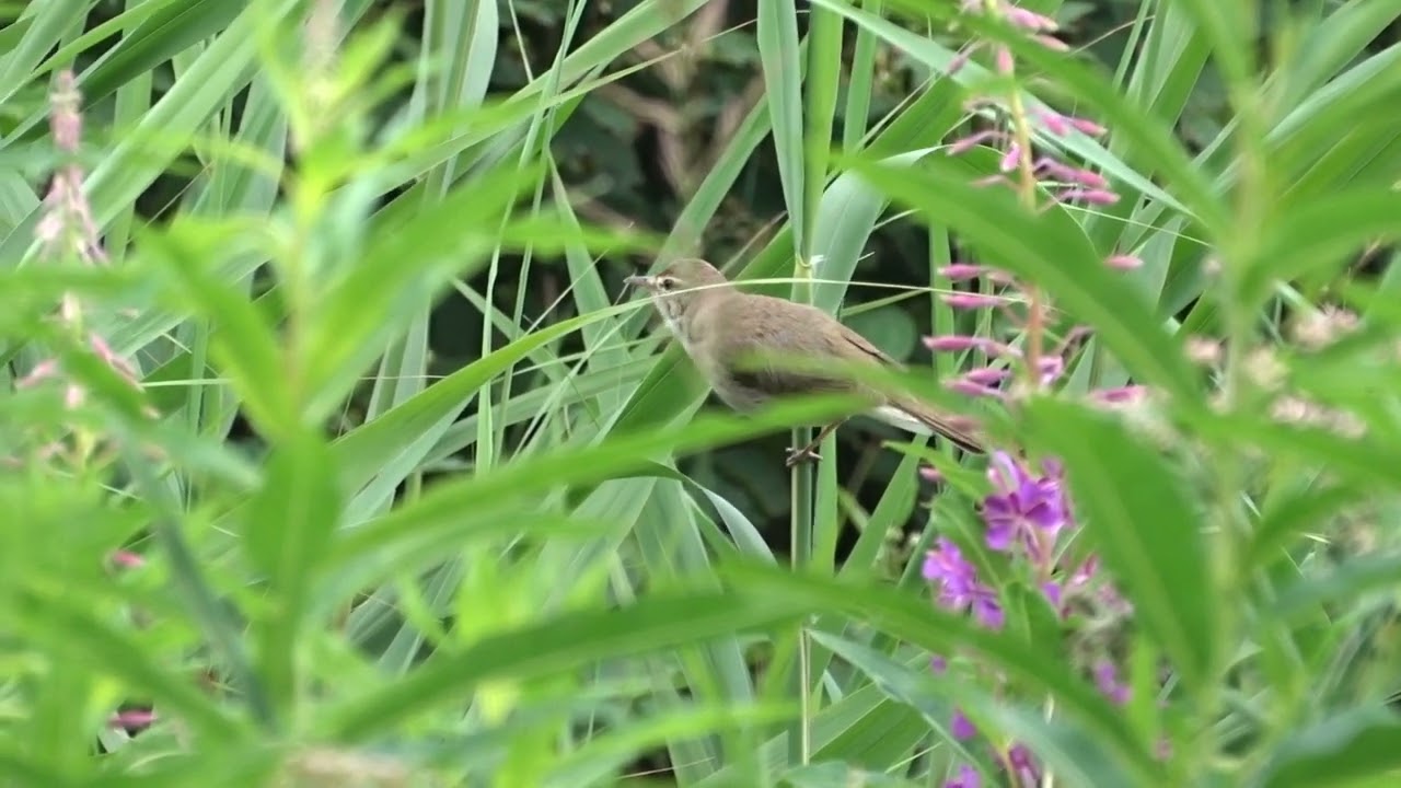 Blyth's Reed Warbler/Struikrietzanger (Acrocephalus dumetorum) | Rolde, NL | 23 June 2024