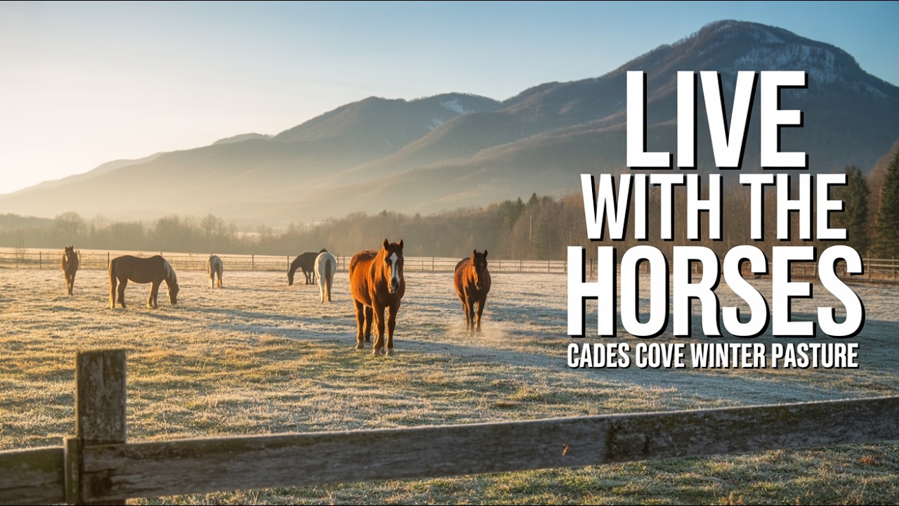 LIVE with the Horses in Cades Cove Winter Pasture | Relaxing Ranch Life