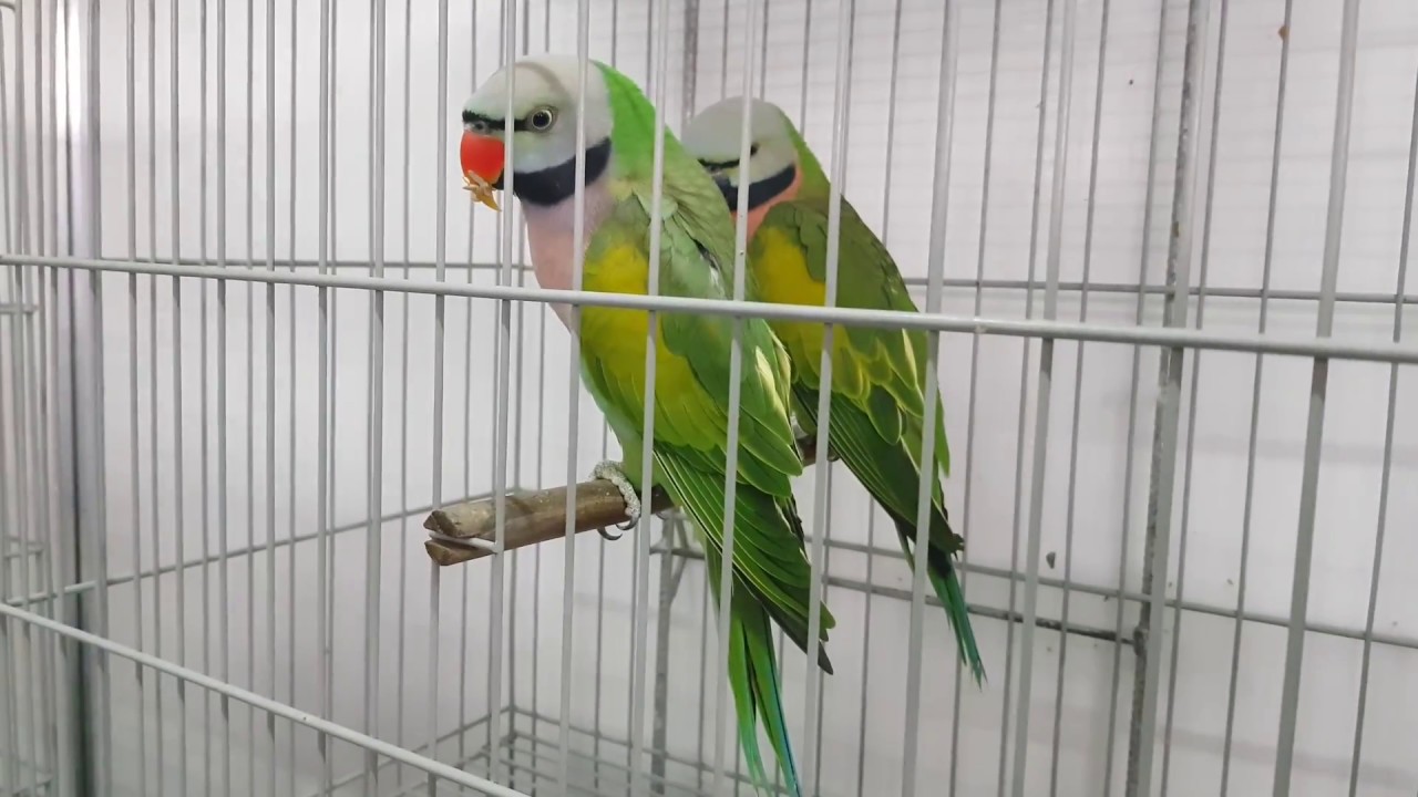 Mustaches, ring neck, papagaio Ecletus, papagaio do congo, Cacatua na FOB