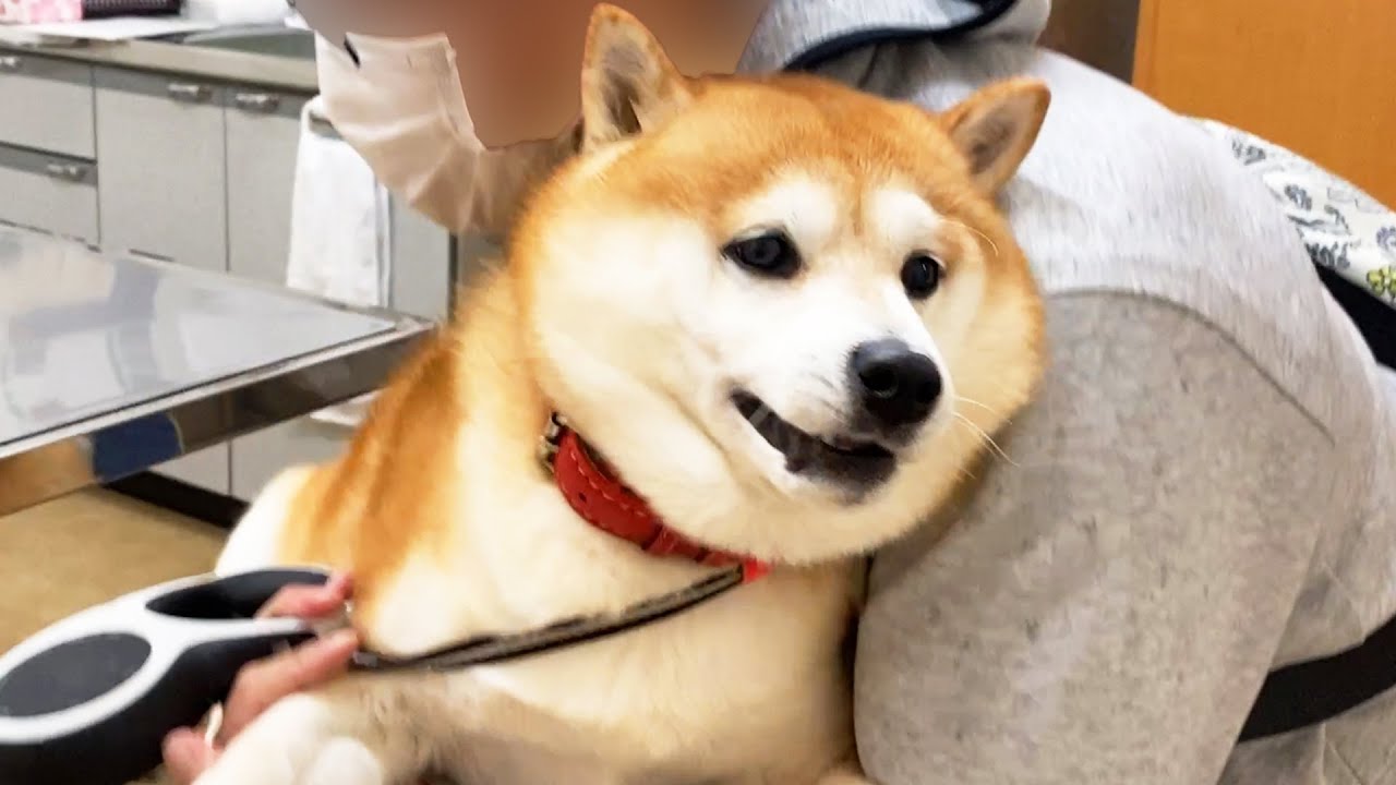 Shibe gets an injection at the hospital  