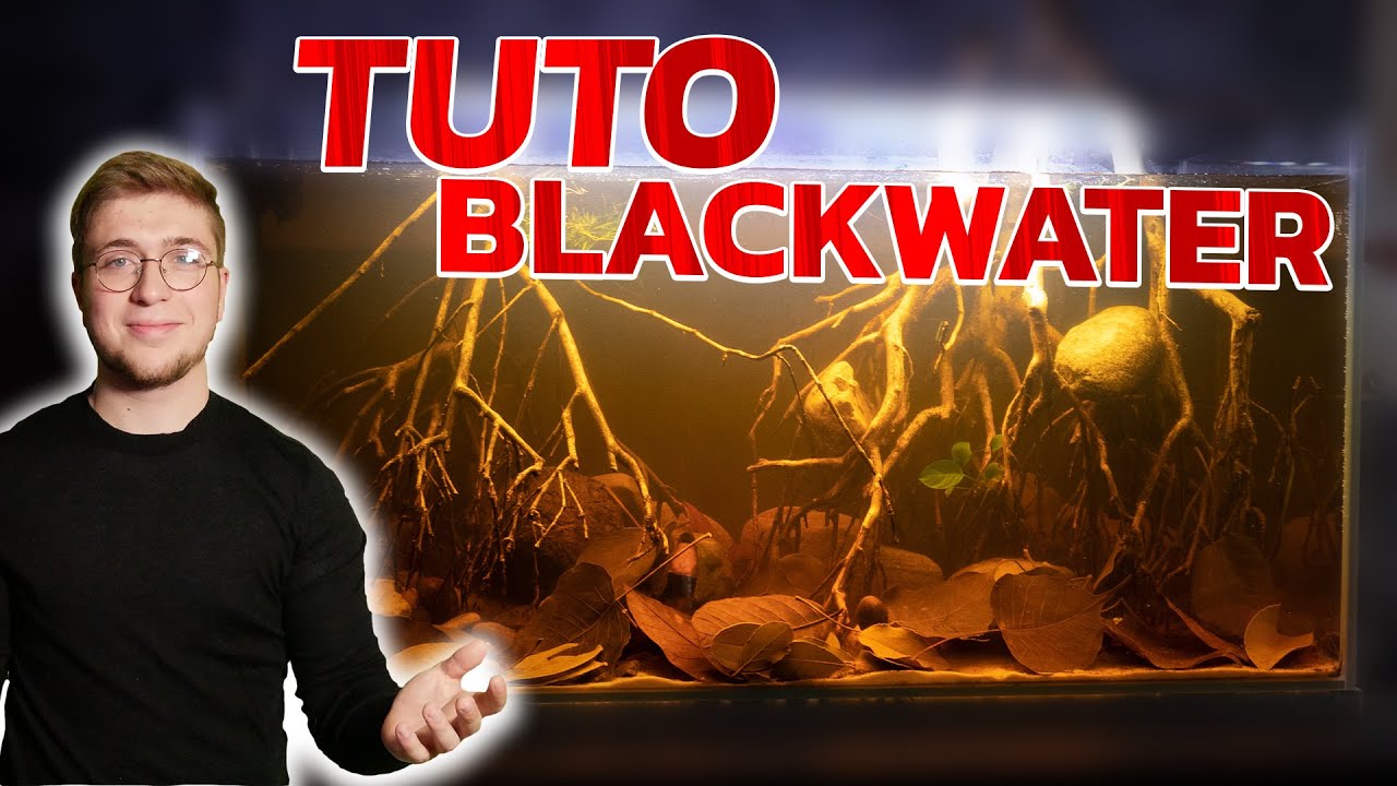 UNE EAU NOIRE DANS L'AQUARIUM  ? TUTO (blackwater)