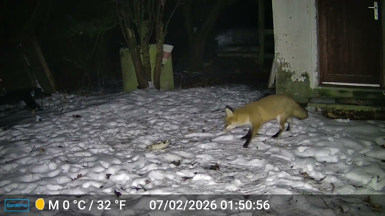 Samstagsfuchs 