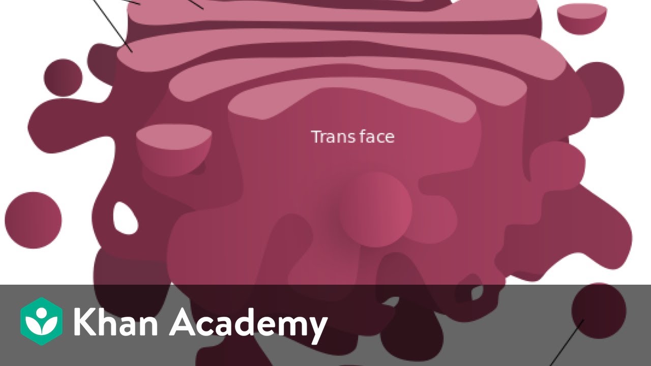 Golgi Apparatus | Cell: The Unit of Life | Biology | Khan Academy
