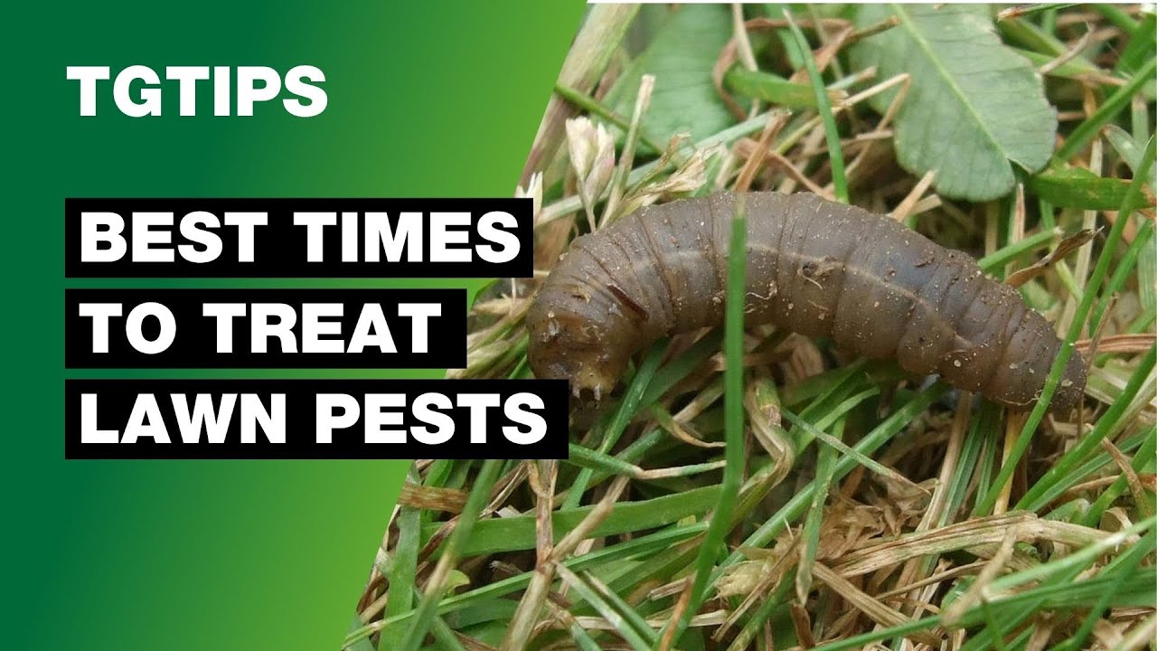 How To Treat Lawn Pests and The Best Time To Do So