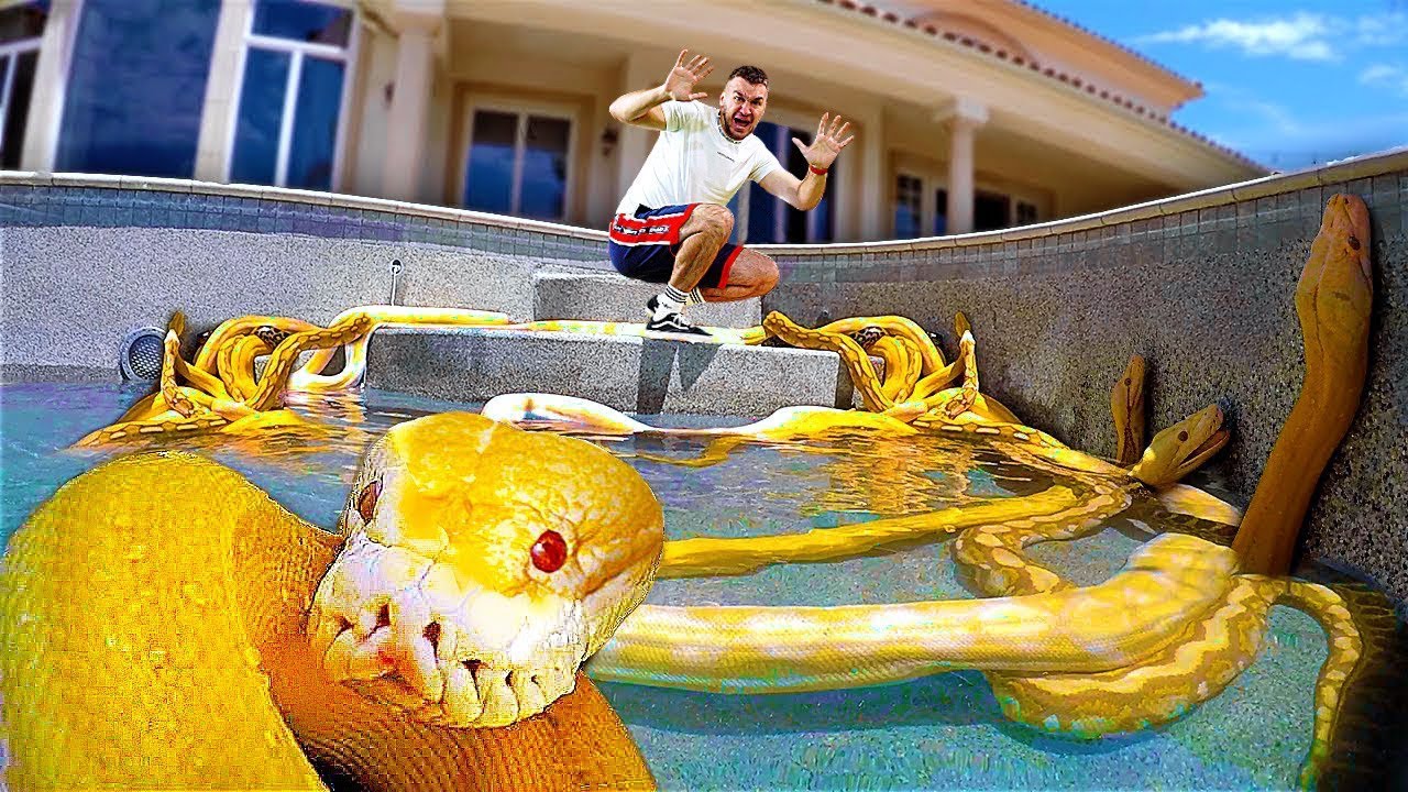 ICH HABE MEIN SCHWIMMBECKEN MIT RIESIGEN SCHLANGEN GEF&Uuml;LLT!