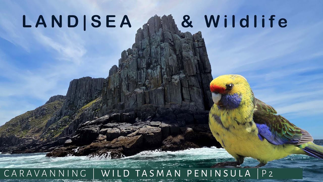 Tasman Peninsula Wildlife & Landscapes | Easy Walks and a Wild Ocean