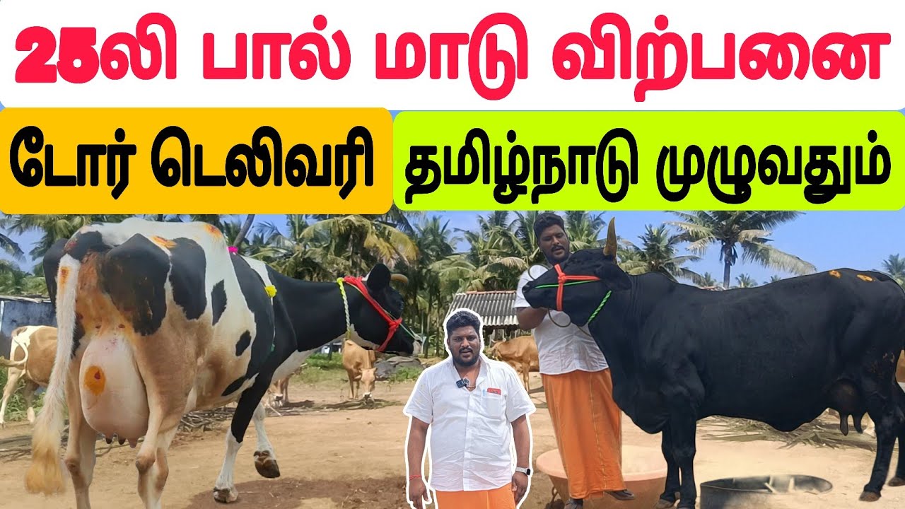 தமிழ்நாட்டில் யாரும் தர முடியாத குறைந்த விலையில் பால் மாடு விற்பனை #பசுமாடு #பால்மாடு #cow #cowsale 