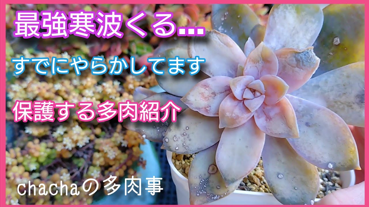 【多肉植物】最強寒波くる🥶すでにやらかしてますが今まで外にいた多肉も屋内へ避難する品種❄